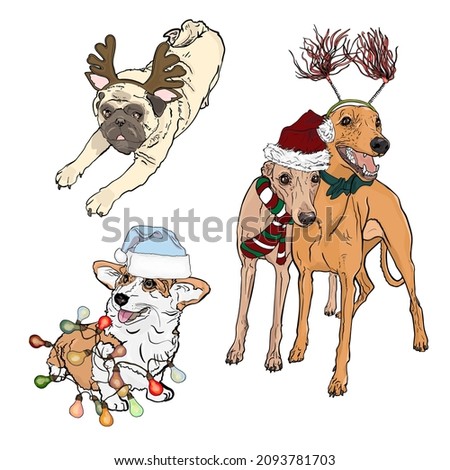 Isolated vector illustration of cute dogs. Corgi, Italian greyhound, pug in a New Year's costume for printing, blank for the designer