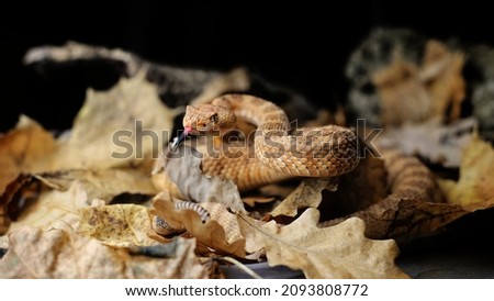 adult Panamint Rattlesnake (Crotalus stephensi) 