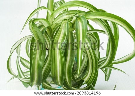 chlorophytum comosum, spider house plant evergreen perennial flowering plant Royalty-Free Stock Photo #2093814196