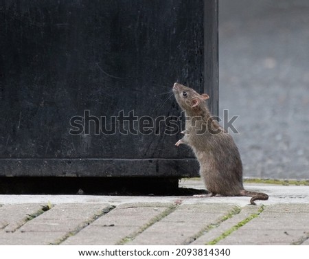 A cute rat stands on its hind legs looking up at the top of a city dumpster Royalty-Free Stock Photo #2093814340