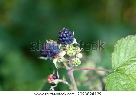 Delicious blackberries on a green branch in the forrest. High quality photo. Selective focus Royalty-Free Stock Photo #2093824129