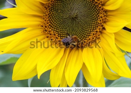 beautiful sunflowers and bees, summer vibes