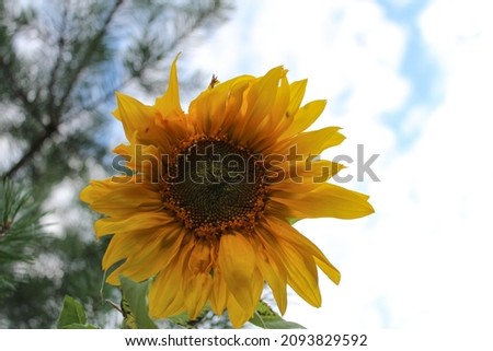 beautiful sunflowers and bees, summer vibes