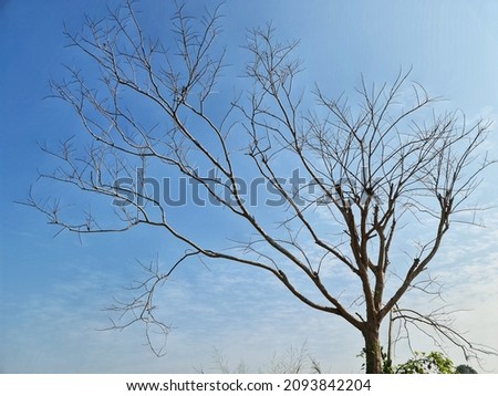 A leafless tree with only trellis and dry branches protruding into the empty sky. 