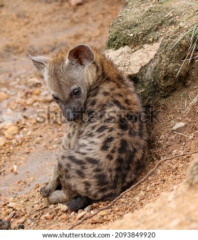 Spotted Hyena pup in the Kruger National Park