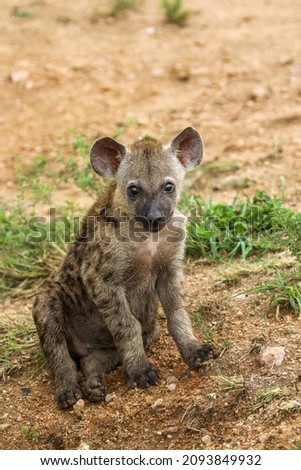 Spotted Hyena pup in the Kruger National Park