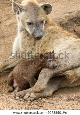 Spotted Hyena with pup in the Kruger National Park