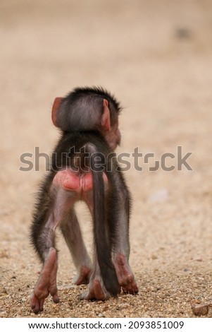 Baby Chacma Baboon in the Kruger National Park