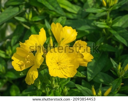Yellow evening primrose flower in the garden. Royalty-Free Stock Photo #2093854453