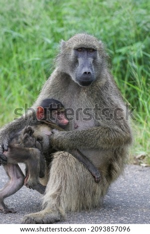 Chacma Baboon with baby in the Kruger National Park