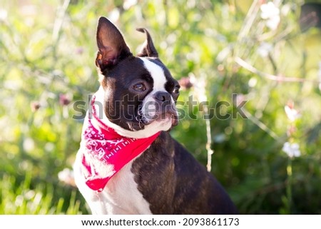 Boston Terrier,  outdoor close up. 