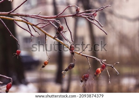 Red rosebuds in ice from freezing rain in winter. Cold concept