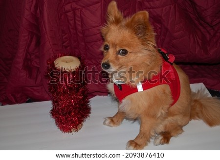 Holiday season with a beautiful mix chihuahua with a red Christmas candle and her red outfit. The chihuahua is posing for the picture.