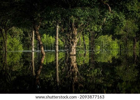 Amazon rainforest. In the photo: Black river located in the state of Amazonas.