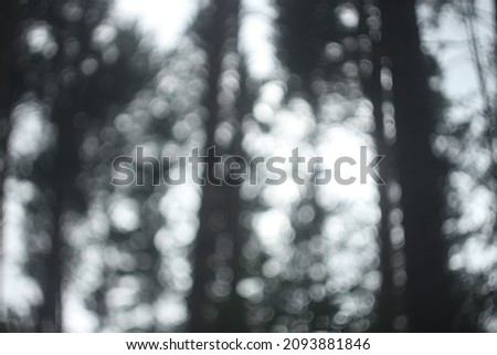 The blurry photo of a forest