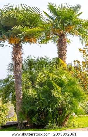 Cabbage Tree Palms. Vertical. Livistona australis. Fruits are ripe on palm trees. Beauty in nature Royalty-Free Stock Photo #2093892061