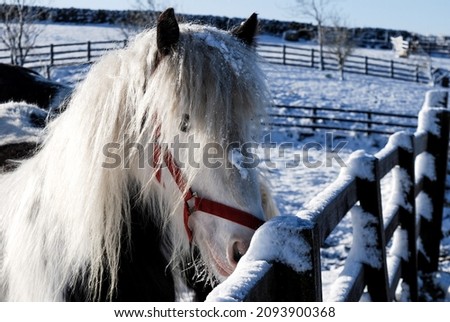 A black and white horse stands in a snowy field, looking over the fence and towards the camera.