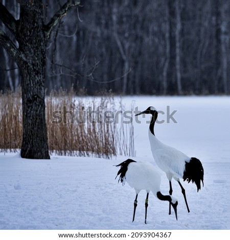 Winter landscape and cranes in Kushiro, Hokkaido, Japan.