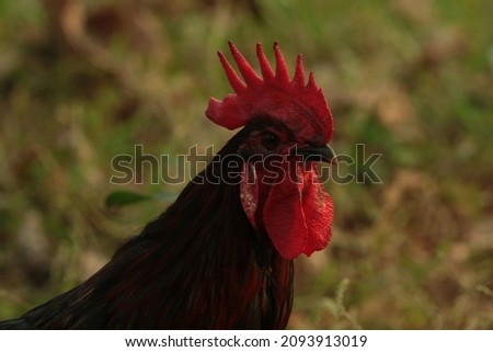 Beautiful Rooster standing on the grass in blurred nature green background.