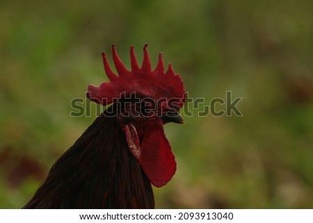 Beautiful Rooster standing on the grass in blurred nature green background.