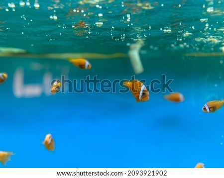 clown anemonefish swim in fish tank