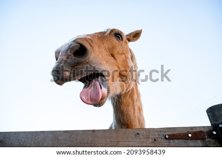 head brown horse. funny animal 