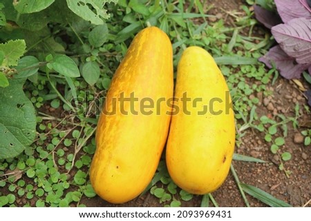 Cucumber is a widely-cultivated creeping vine plant in the Cucurbitaceae family .yellow color cucumber.Chinese Yellow cucumbers are oval-shaped cucumbers