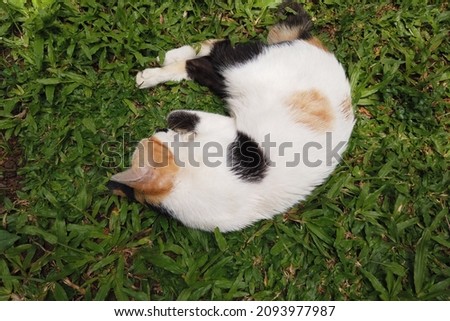 Cute cat sleeping in a green garden