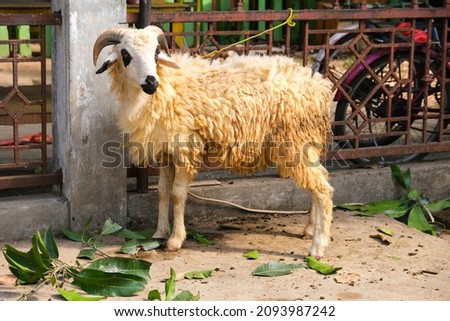 Muslim performing halal slaughtering of goat or lamb during Eid Al-Adha Al Mubarak, the feast of sacrifice or qurban Royalty-Free Stock Photo #2093987242