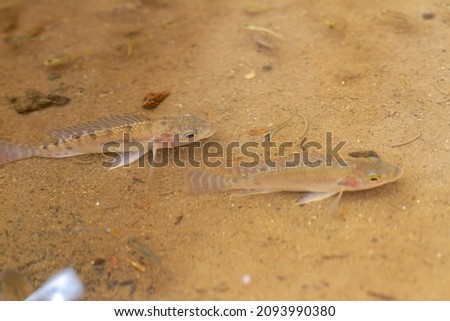 Tilapia fish are swimming in a shallow water pool, the bottom of the pool is brown with slightly cloudy water, animal theme