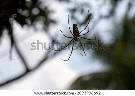 A spider is waiting for prey in its web, blurred green leaves background and bright sunlight, nature concept