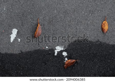 Picture of some leaves falling on the asphalt where the asphalt side is still wet from the morning dew