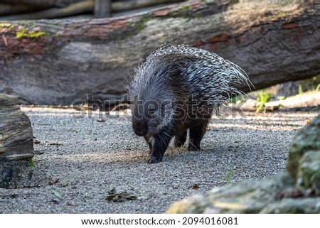 The Indian crested Porcupine, Hystrix indica or Indian porcupine, is a large species of hystricomorph rodent belonging to the Old World porcupine family, Hystricidae