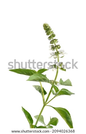 Close up Hairy Basil flower and leaves on white background. (Scientific name Ocimum americanum)
