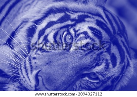 Portrait tiger, close-up. Resting tiger face background. Trendy color of the year 2022 . Ultra Violet creative and moody color of the picture