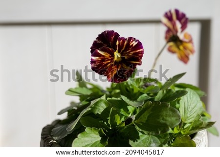 Viola flower close-up named Brush 
Stroke