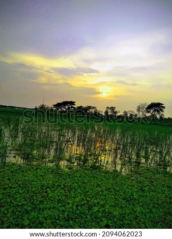 Rice Fields, Sky and Trees in sunset Background and   normal picture
