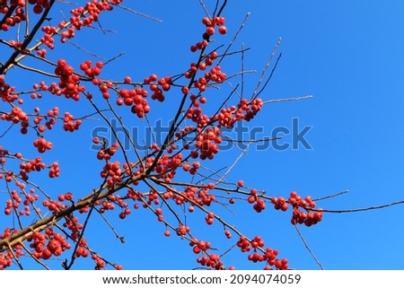 Red Sentinel. Branches of an Red Sentinel tree with a lot of fruits. It was taken in the winter. There are no leaves on the branch. Food for birds and small rodents in winter. Picture with free space. Royalty-Free Stock Photo #2094074059