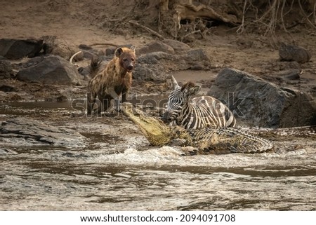 Photo of this poor Zebra taken during the Great Migration of Wildebeest, Zebra and other antelope. Pic taken after the Zebra tried to cross the Mara River, got stuck in the mud 