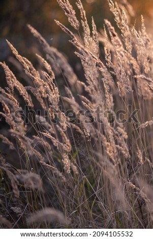 Trendy Pampas Grass outdoor moving in the wind. Abstract background with natural dry reed. Soft focus, blurred background