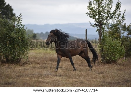 Portrait of a chestnut horse in a field