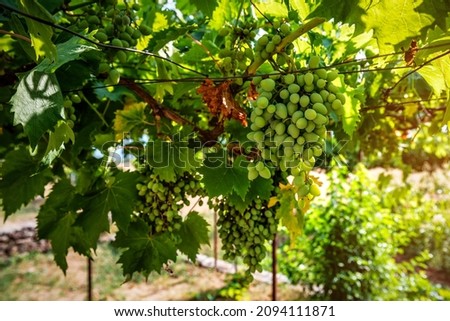 Lush green grapes hanging from grapevines in sunny summer sun