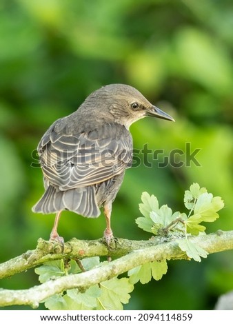 A fledgling common starling (Sturnus vulgaris) seen perched on a hawthorn branch  in June Royalty-Free Stock Photo #2094114859