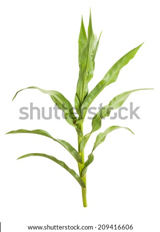 corn plant isolated Royalty-Free Stock Photo #209416606