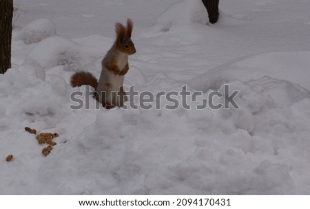 Funny fighting squirrel stands in a snowdrift on a sunny winter day. Forest animal.