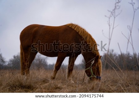 Brown horse eating grass in the middle of a field in late autumn