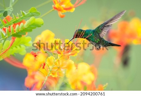 A young Blue-chinned Sapphire hummingbird, Chlorestes notata, feeding on colorful tropical flowers of the Pride of Barbados.
