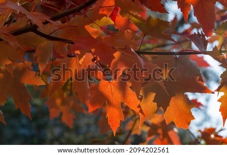 Red leaves of Acer freemanii Autumn Blaze on blue sky background. Close-up of fall colors maple tree leaves in resort area of Goryachiy Klyuch. Royalty-Free Stock Photo #2094202561
