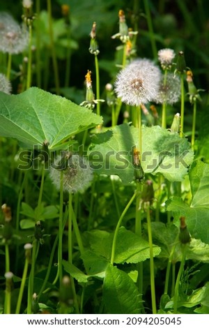 Taraxum dandelion, used as a medicinal plant. round balls of silvery crested fruit that run upwind. These balls are called "balls" or "clocks" in both British and American English. Royalty-Free Stock Photo #2094205045