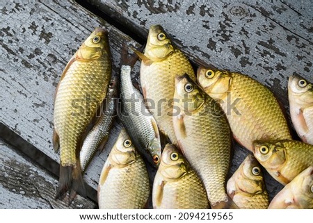Crucian carp with golden scales and roach lie on wooden boards, top view Royalty-Free Stock Photo #2094219565